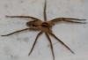Pisaura mirabilis